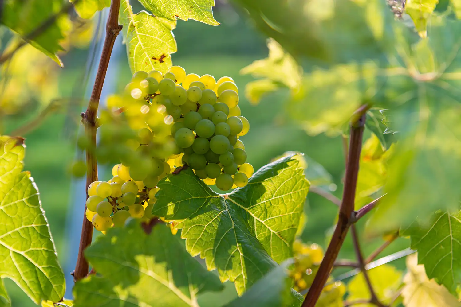 Rows of vines at Goldford Wines in the Cheshire countryside